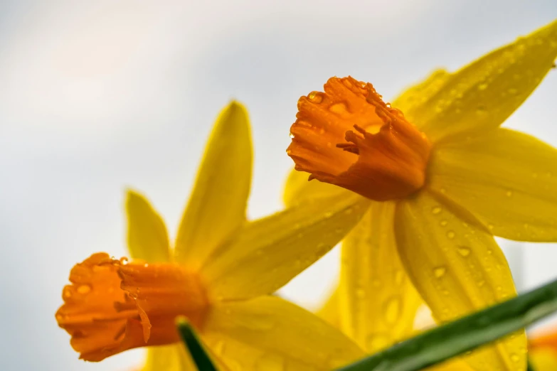 two yellow daffodils with water droplets on them, a macro photograph, by David Simpson, unsplash, fan favorite, orange blooming flowers garden, rendered in 4 k, slight overcast weather