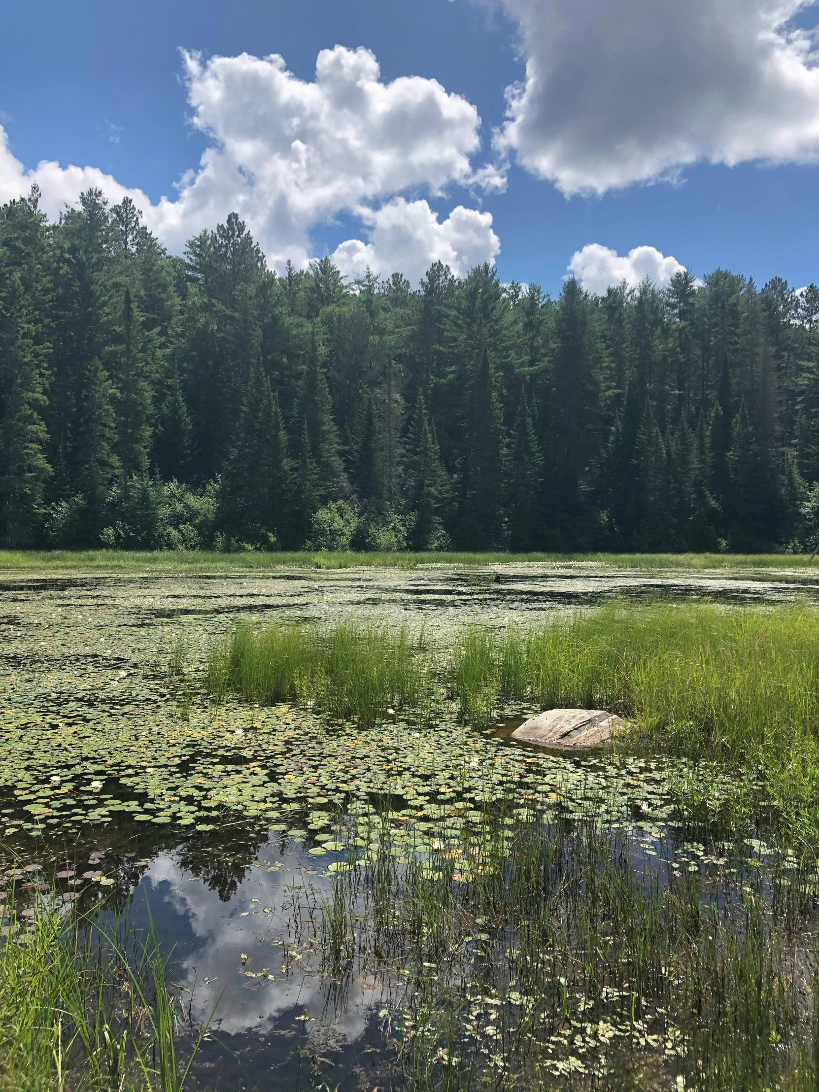 a pond filled with lots of water next to a forest, lying on lily pad, # nofilter, camp, perfect photo