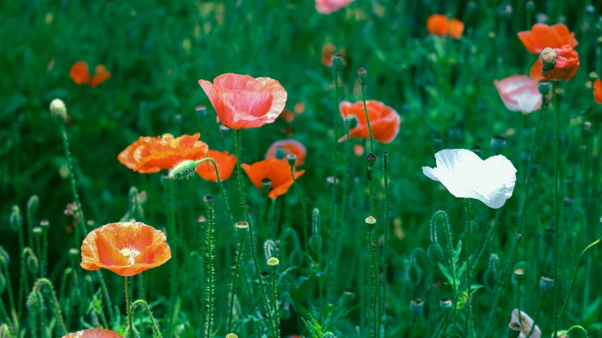 a field filled with lots of red and white flowers, by David Simpson, pexels, romanticism, orange and teal, poppy, white, close together