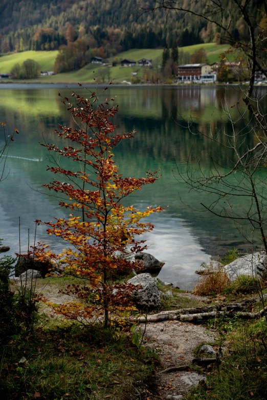 a body of water surrounded by trees and mountains, splash of color, lonely tree, color ( sony a 7 r iv, artgern