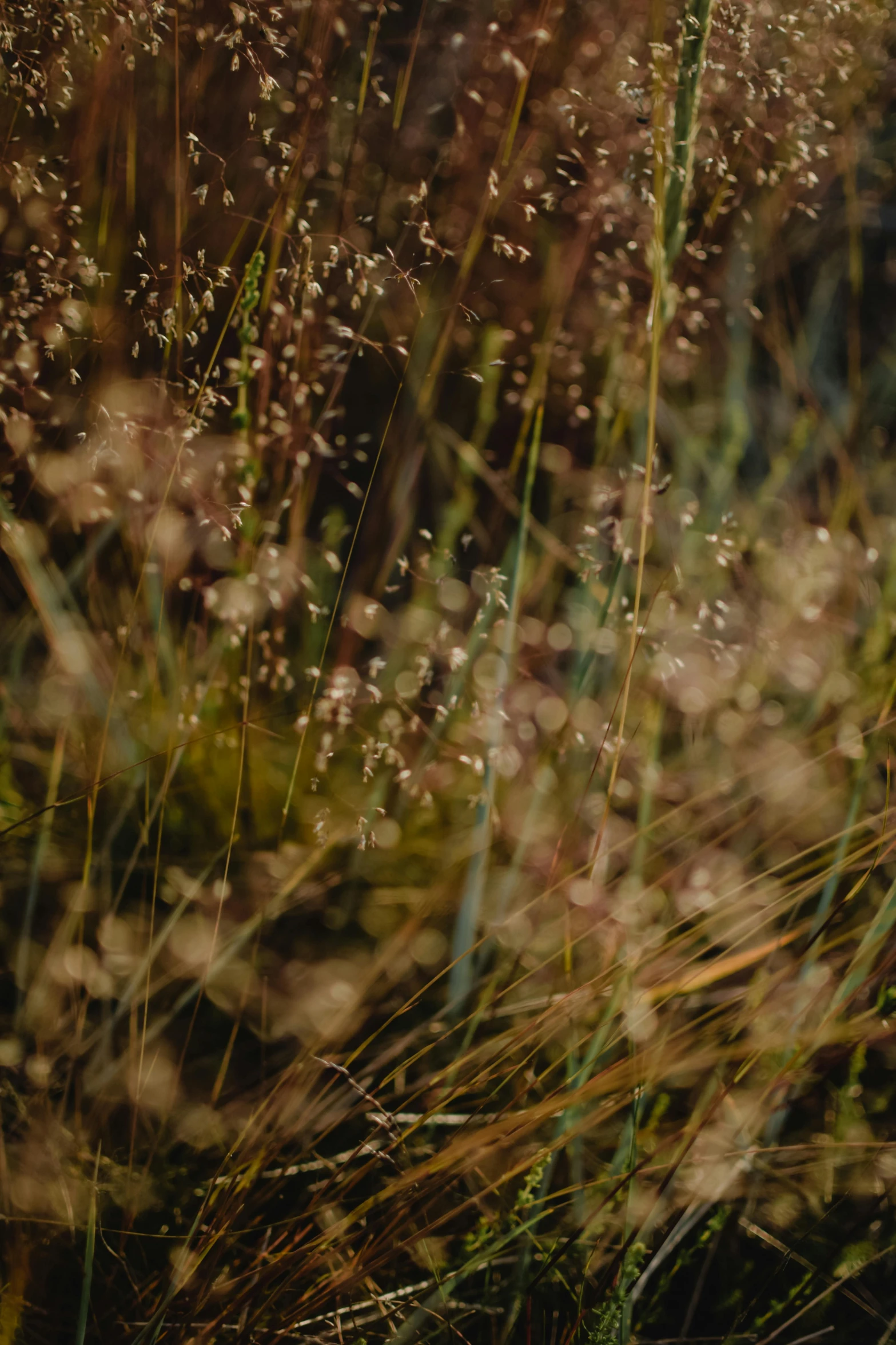 a fire hydrant sitting in the middle of a field, a digital rendering, inspired by Elsa Bleda, unsplash, wild foliage, zoomed in shots, ignant, shades of gold display naturally