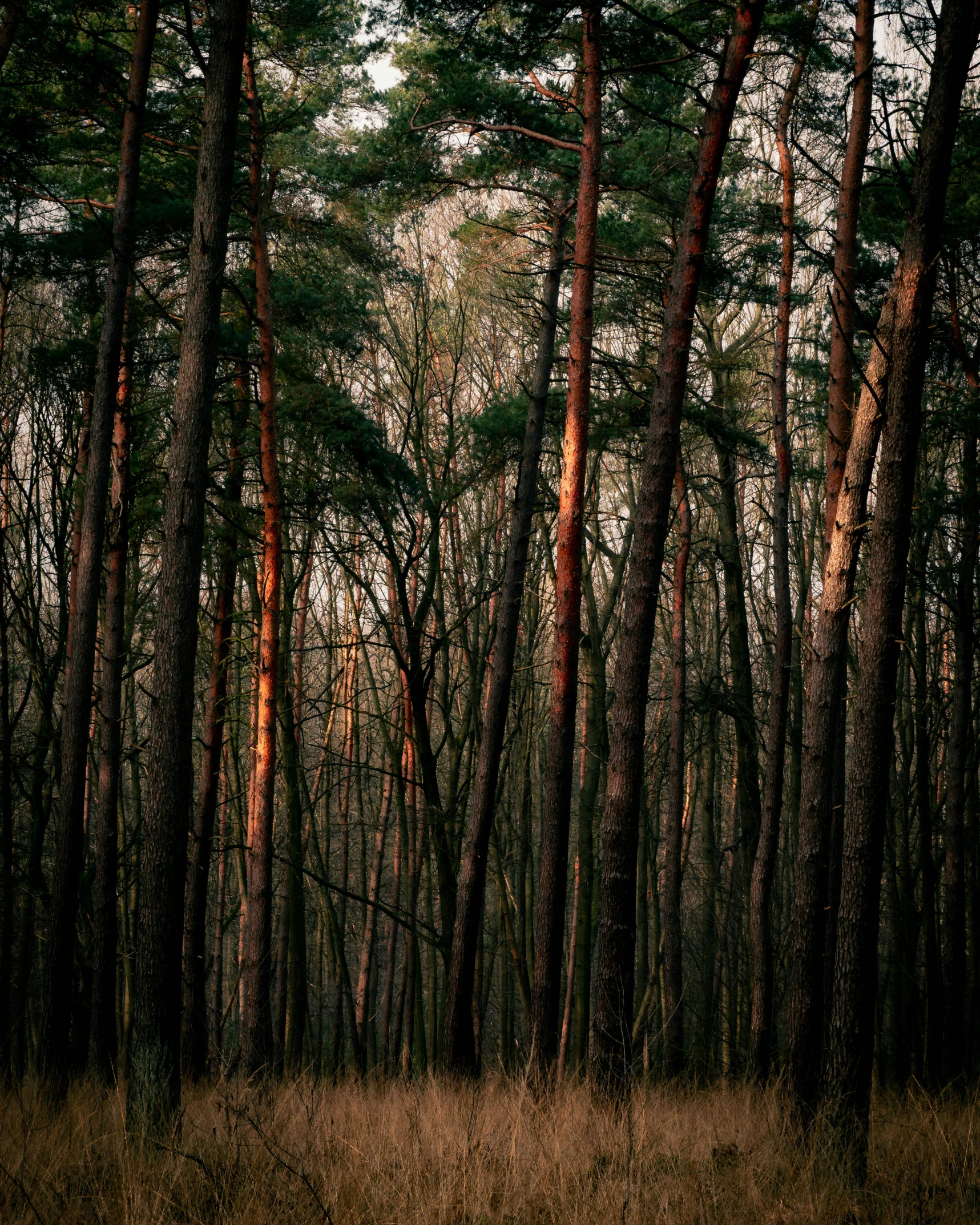 a red fire hydrant sitting in the middle of a forest, inspired by Elsa Bleda, unsplash contest winner, tonalism, huge tree trunks, portrait of tall, ((trees)), late evening