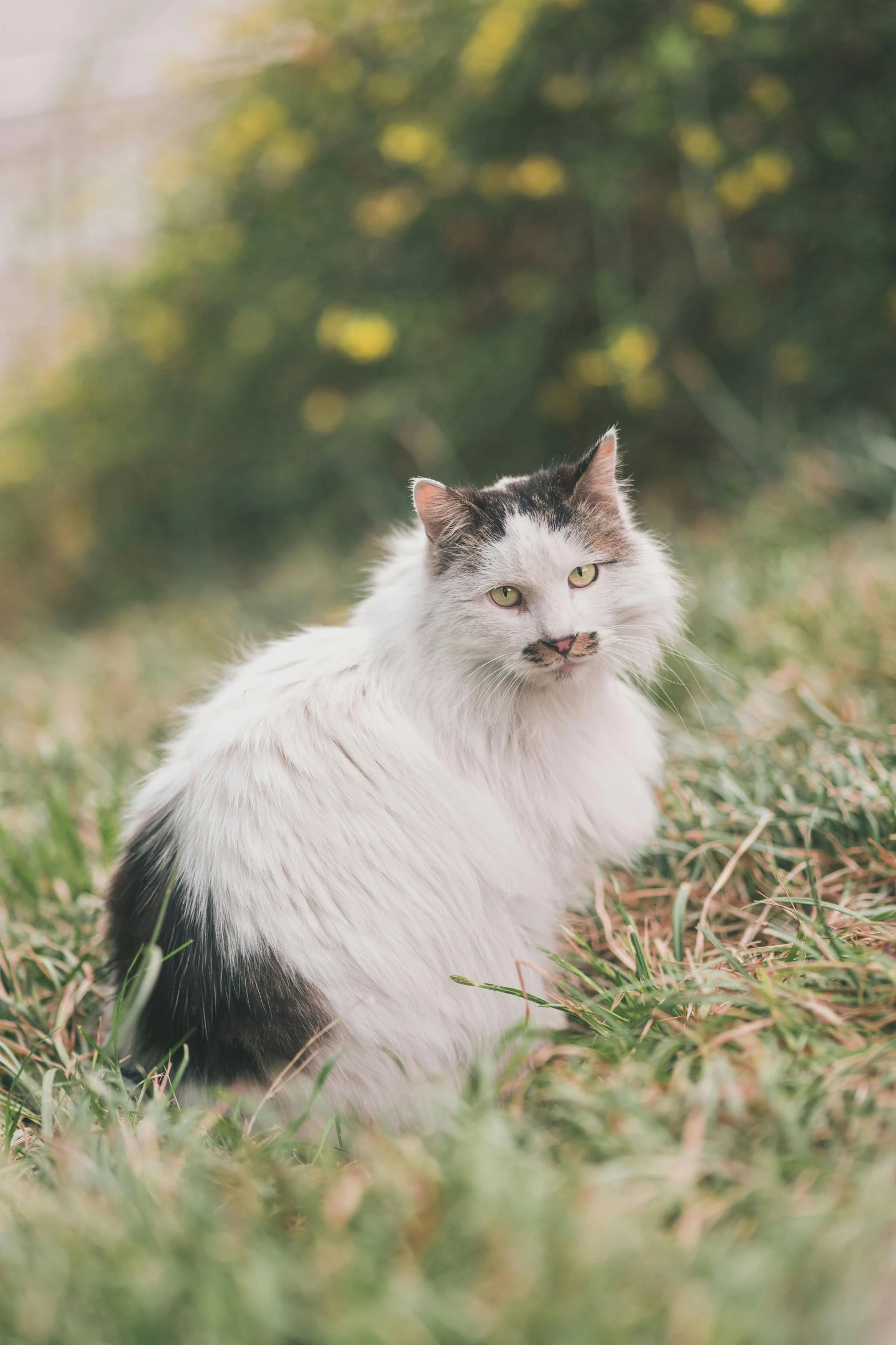 a white and black cat sitting in the grass, a picture, unsplash, renaissance, scruffy looking, ready to eat, old male, recognizable