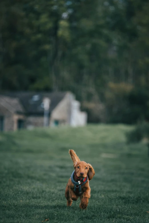 a small brown dog running across a lush green field, a picture, pexels contest winner, brockholes, gif, well built, cinematic shot ar 9:16 -n 6 -g