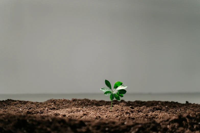 a small plant sprouting out of the ground, unsplash, postminimalism, background image, animation, single plot, on display