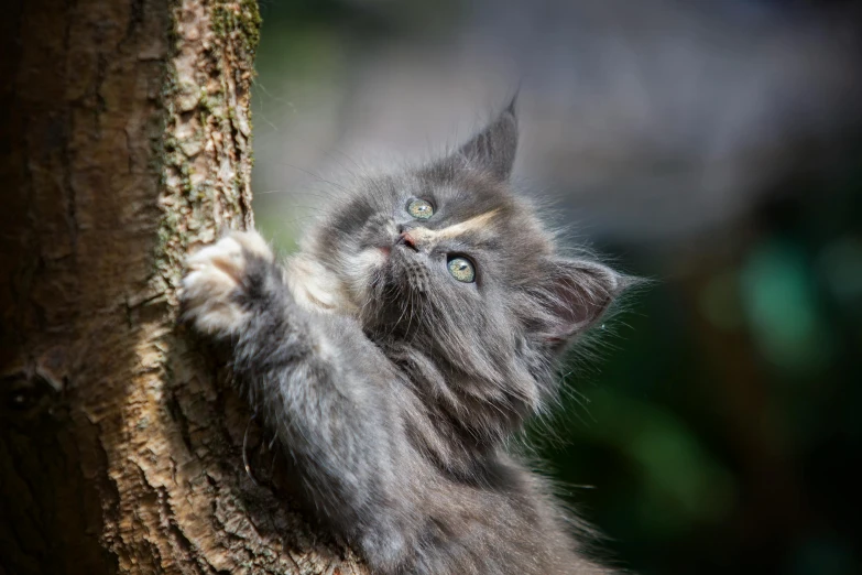 a cat climbing up the side of a tree, by Jan Tengnagel, unsplash, fluffy mane, an adorable kitten, medium close-up shot, high quality photo