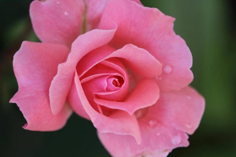 a pink rose with water droplets on it, unsplash, paul barson, slide show, close up front view, no cropping