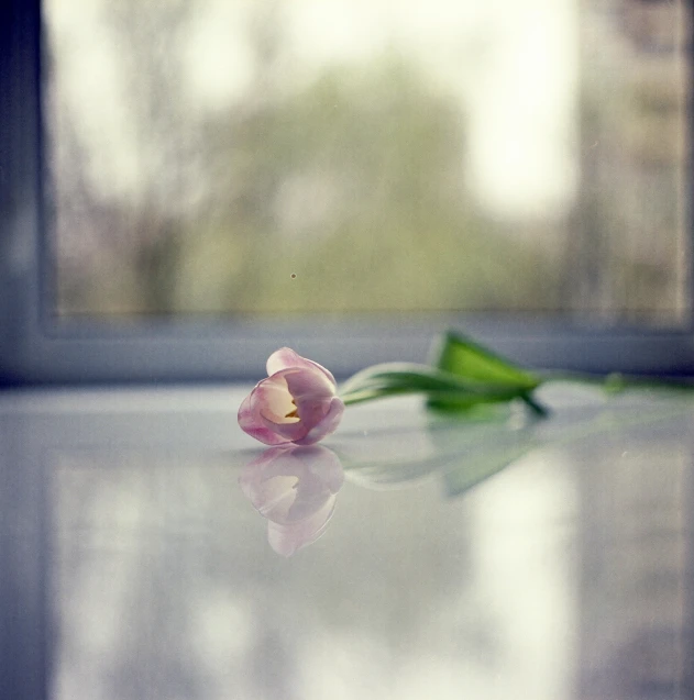 a single flower sitting on a table in front of a window, a picture, sofya emelenko, reflect, spring early, looking sad
