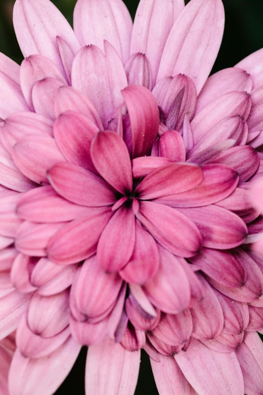 a close up of a pink flower with green leaves in the background, a macro photograph, by Carey Morris, trending on pexels, photorealism, chrysanthemum eos-1d, hearts, perky woman made of petals, soft purple glow
