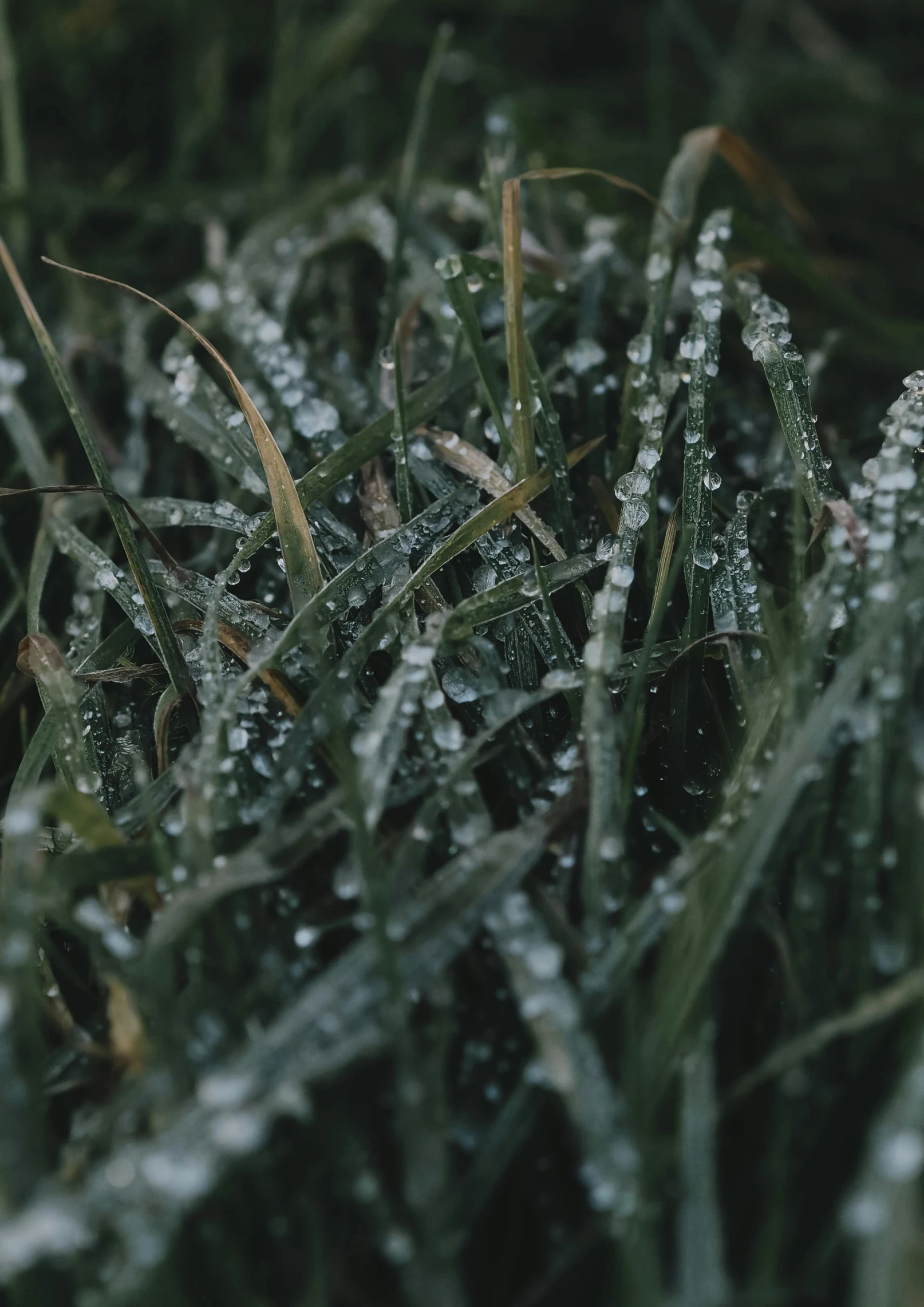 a red fire hydrant sitting on top of a lush green field, a macro photograph, inspired by Elsa Bleda, trending on unsplash, knees tucked in | rain falls, ice crystals, from 8 k matte, pixelated rain