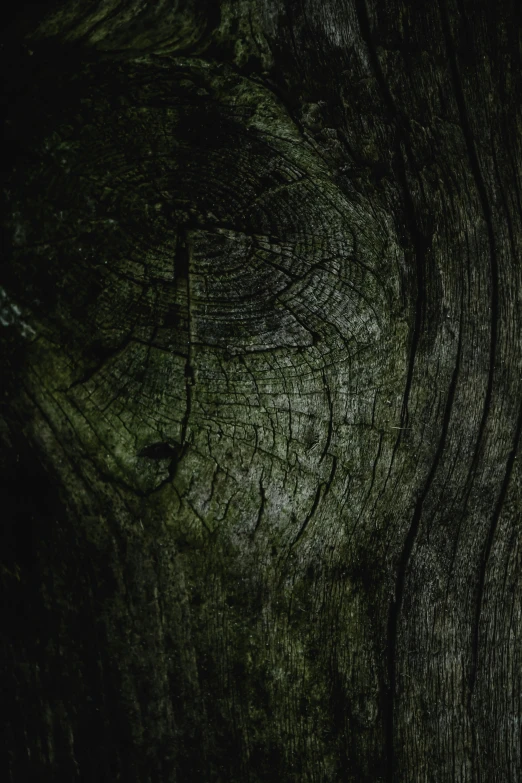 a close up of a piece of wood on a table, an album cover, inspired by Elsa Bleda, unsplash, renaissance, black and green, of an evil tree wizard, texture detail, outdoors at night