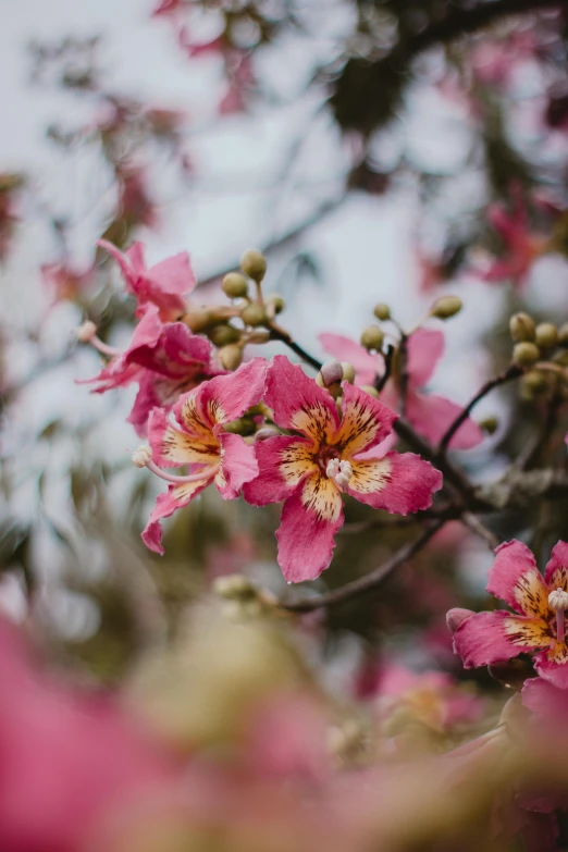 a close up of pink flowers on a tree, by Gwen Barnard, trending on unsplash, vietnam, paul barson, winter, madagascar