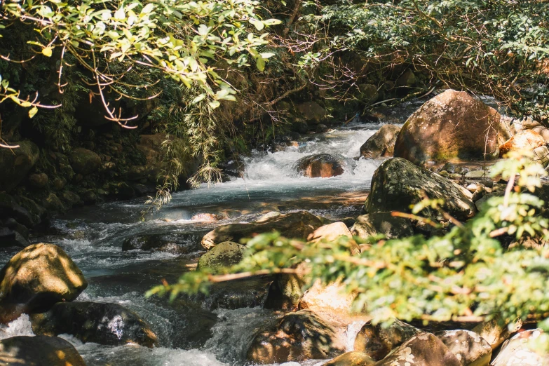 a stream running through a lush green forest, unsplash, hurufiyya, 2 5 6 x 2 5 6 pixels, onsen, peacefully drinking river water, 90s photo
