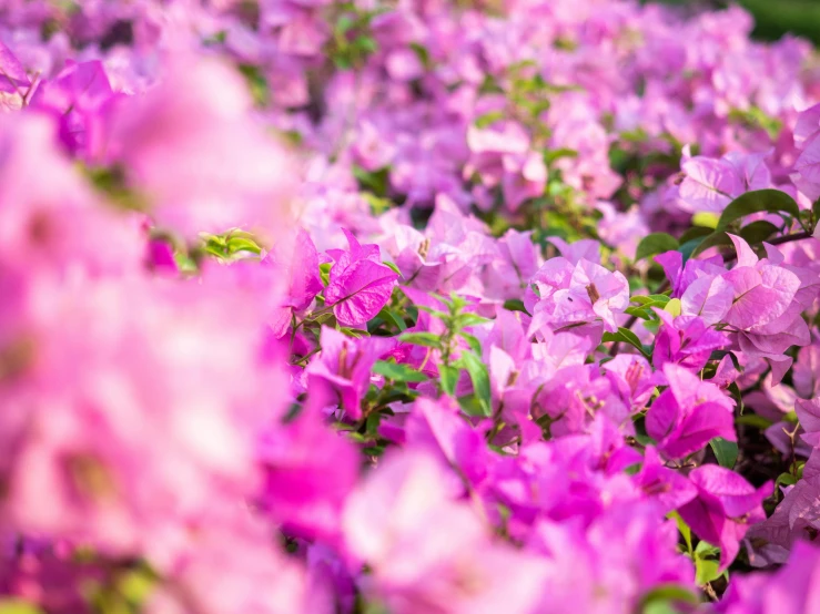 a field of purple flowers with green leaves, unsplash, bougainvillea, fan favorite, vibrant pink, instagram photo