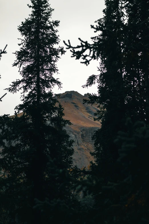 a group of trees with a mountain in the background, dark and muted colors, looking from behind, zoomed out to show entire image, looking from shoulder