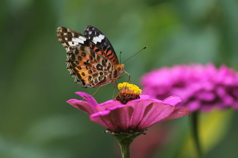 a butterfly sitting on top of a pink flower, multicoloured, 2022 photograph, fan favorite, rectangle