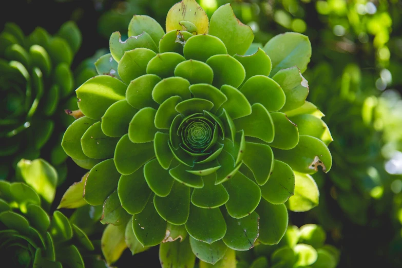 a close up of a plant with green leaves, unsplash, precisionism, rosette, spiralling bushes, stella alpina flower, jade green