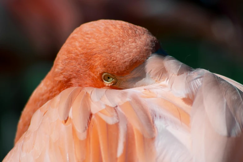 a close up of a flamingo with its wings spread, pexels contest winner, one eye closed, pensive, facing away, 4k photo”