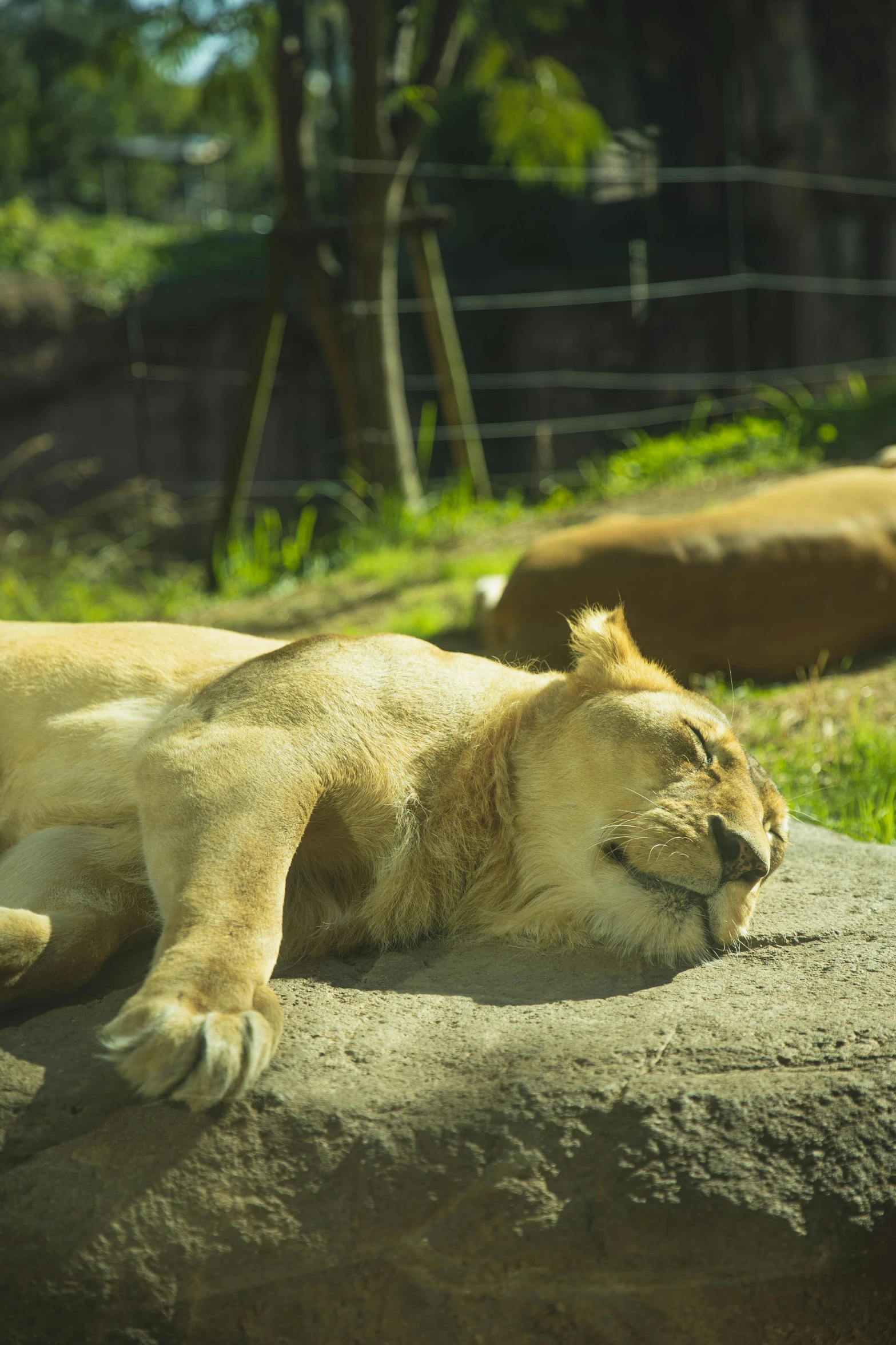 a couple of lions laying on top of a rock, in the zoo exhibit, in the sun, 'i'm so tired, lying on a fuzzy blanket