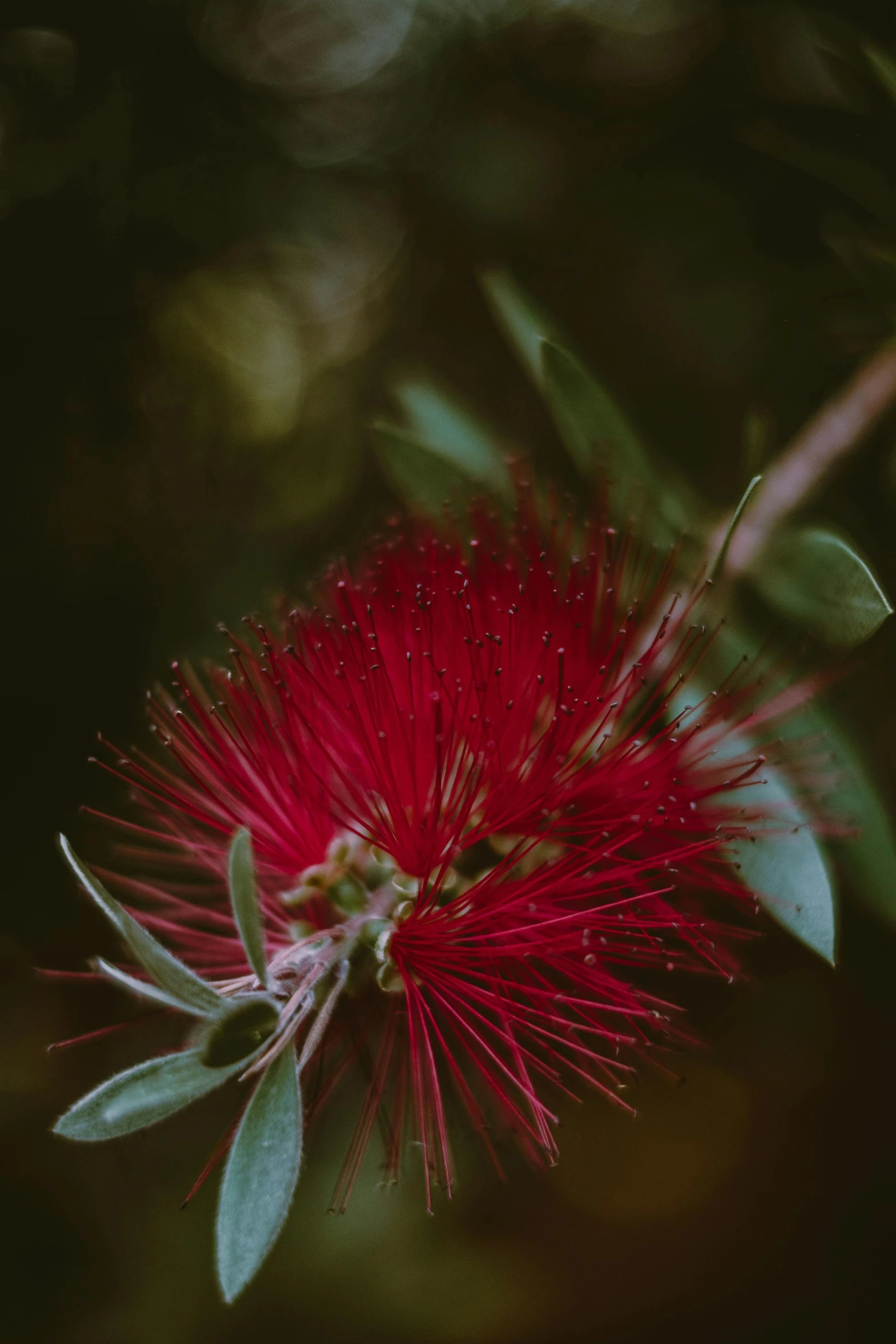 a close up of a flower on a tree, a macro photograph, by Elsa Bleda, trending on unsplash, bottlebrush, high quality photo, red mist, new zealand