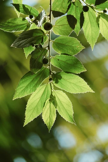 a branch of a tree with green leaves, a digital rendering, by David Simpson, unsplash, raspberry, polished maple, summer light, detail shot