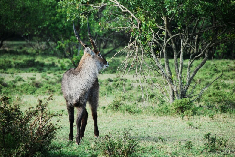 a large antelope standing on top of a lush green field, sharandula, grey, unmistakably kenyan, exclusive