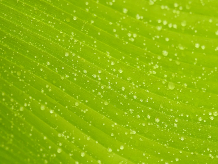 a green leaf with water droplets on it, by Jan Rustem, pexels, tropical background, detailed product shot, panels, clean 4 k