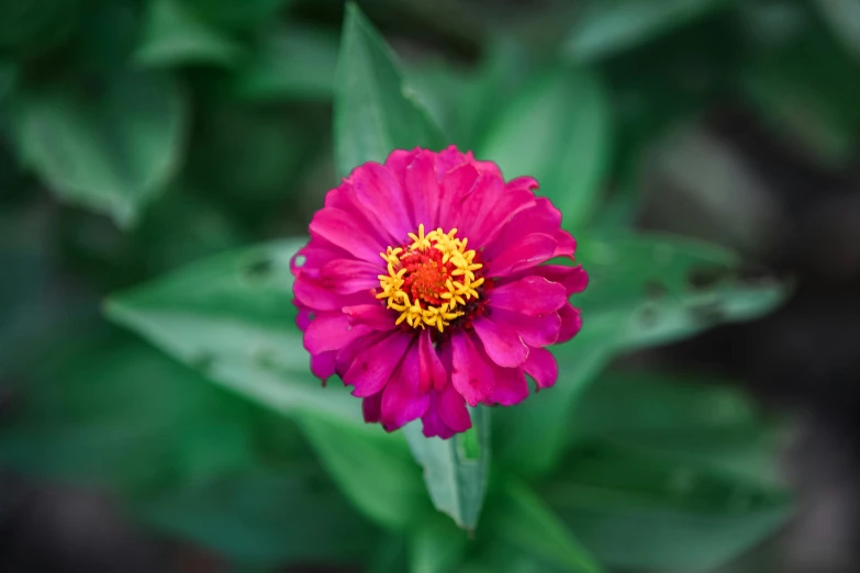 a pink flower with a yellow center surrounded by green leaves, purple and scarlet colours, as photograph