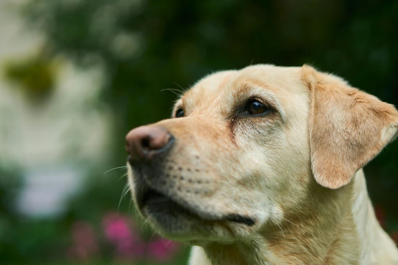 a close up of a dog in a field, remembering his life, labrador, small upturned nose, high res photograph