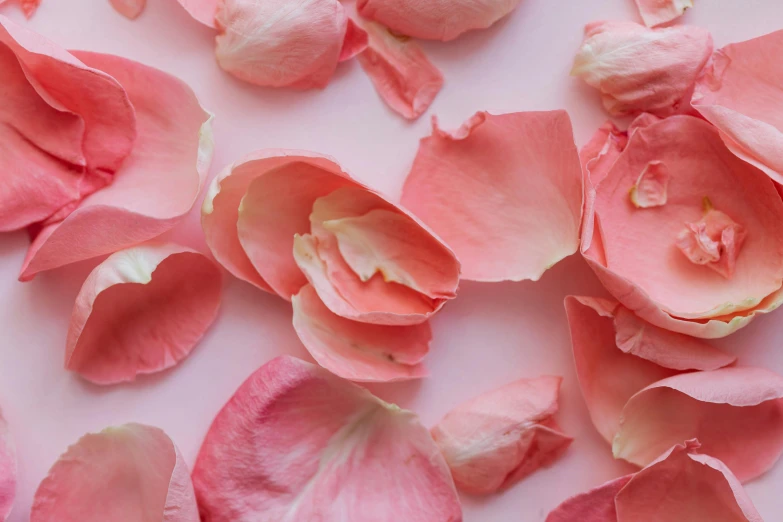 a close up of pink rose petals on a white surface, by Lucette Barker, pexels contest winner, snacks, light pink background, dry skin, various posed