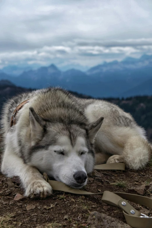 a dog that is laying down on the ground, by Wolf Huber, pexels contest winner, romanticism, on a mountain, husky, asleep, nat geo