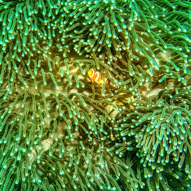 a clown fish hiding in a sea anemone, by Robert Brackman, pexels, precisionism, gold green creature, 🦩🪐🐞👩🏻🦳, checkerboard pattern underwater, bird's eye