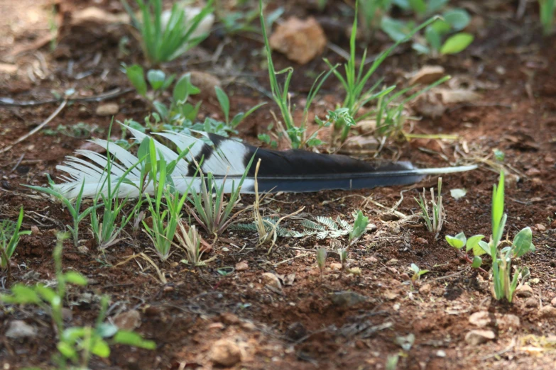 a black and white feather laying on the ground, holding a spear, ai biodiversity, lush surroundings, outside on the ground