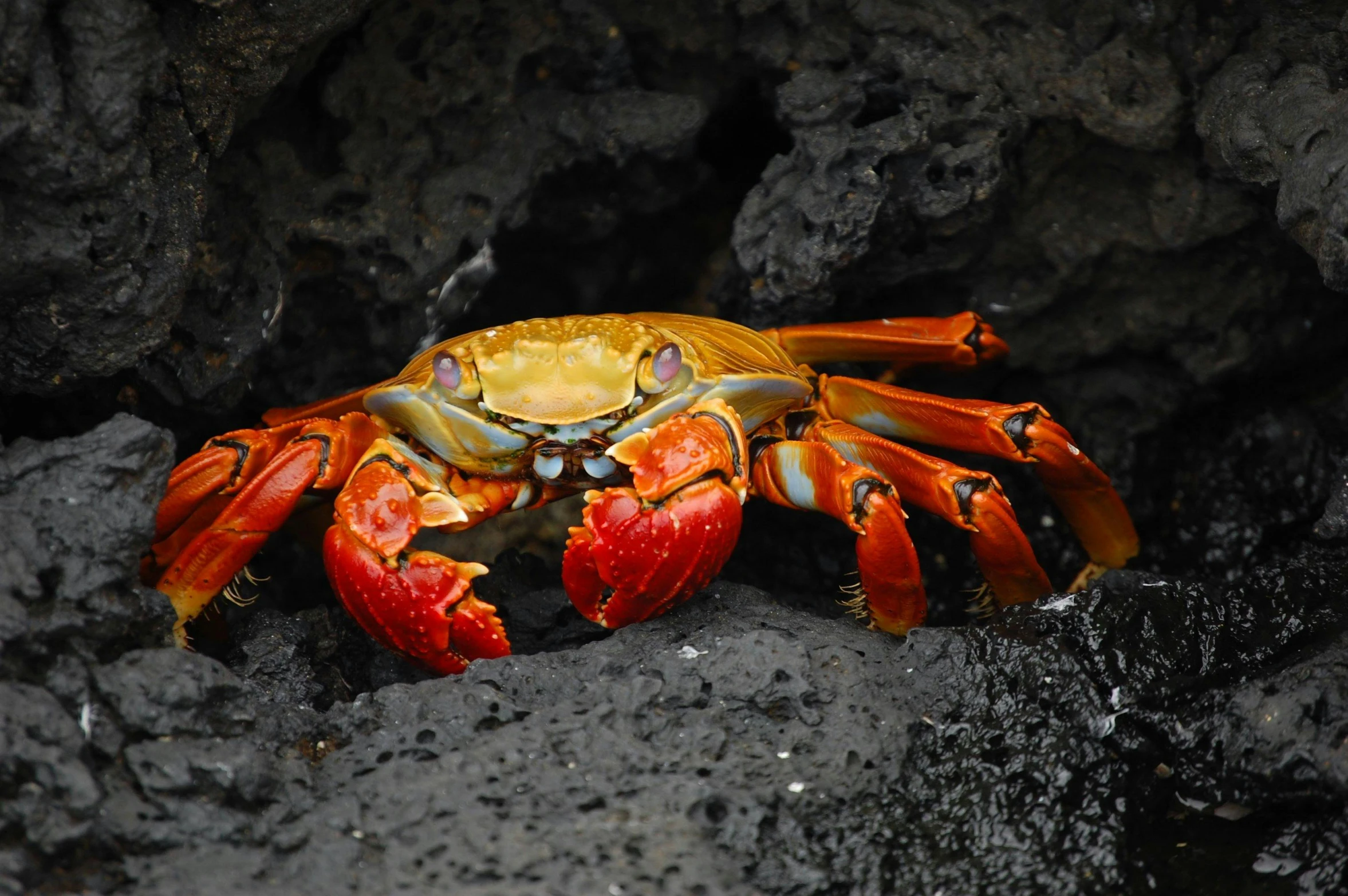 a crab that is sitting on some rocks, pexels contest winner, hurufiyya, lava river, avatar image