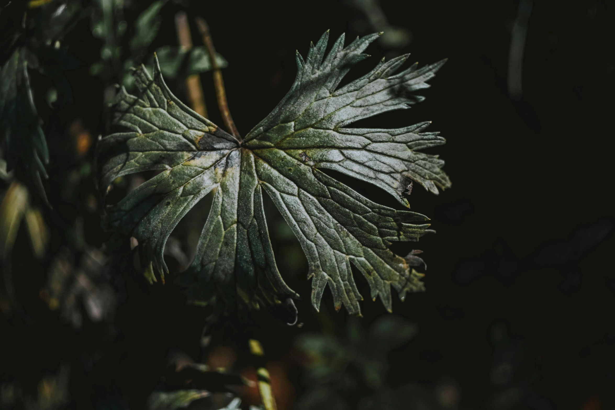 a close up of a leaf on a tree, a macro photograph, unsplash, hurufiyya, with black vines, quixel megascans, acanthus, dark and grungy