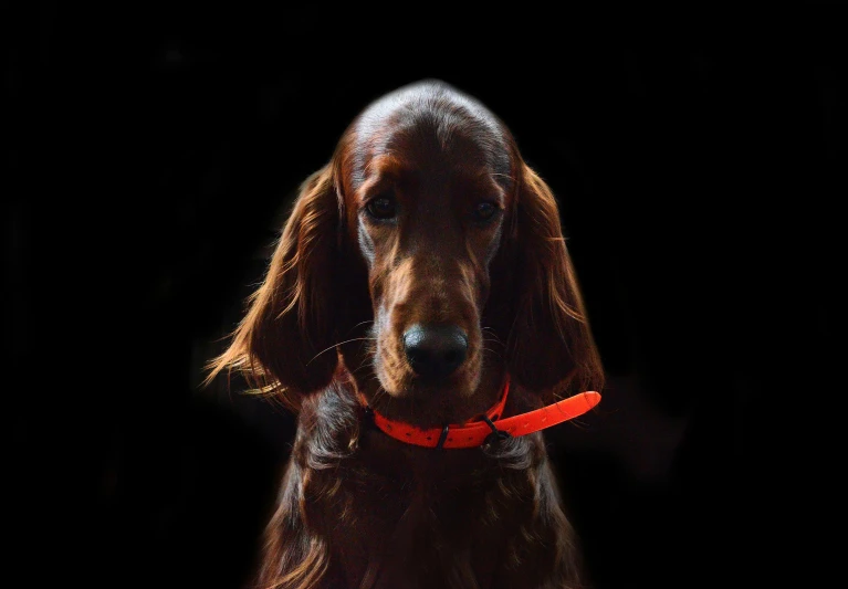 a close up of a dog with a red collar, by Jan Rustem, pexels contest winner, glowing in the dark, long ears, female model, tilt and orange