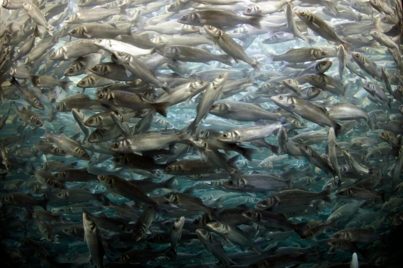 a large group of fish swimming in the ocean, a photo, by Alison Watt, pexels contest winner, photorealism, swirling schools of silver fish, sea of milk, heavy lines, nordic