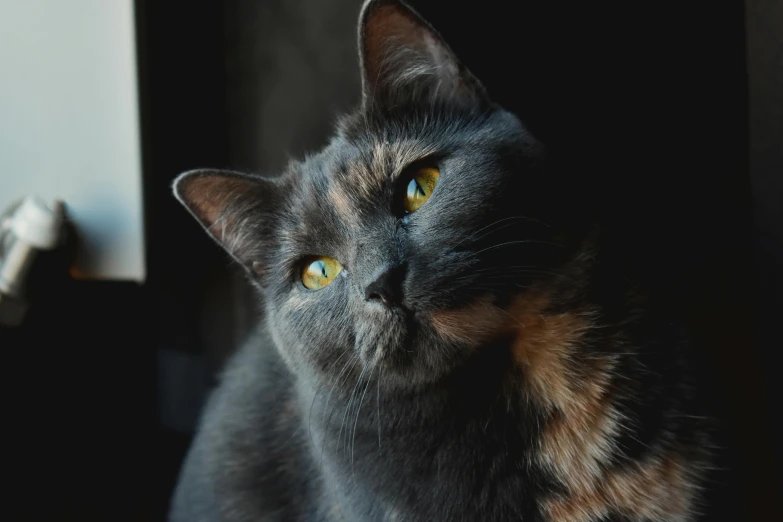 a close up of a cat looking out a window, a portrait, by Julia Pishtar, pexels contest winner, beautiful black blue yellow, smoky, looking up at the camera, calico