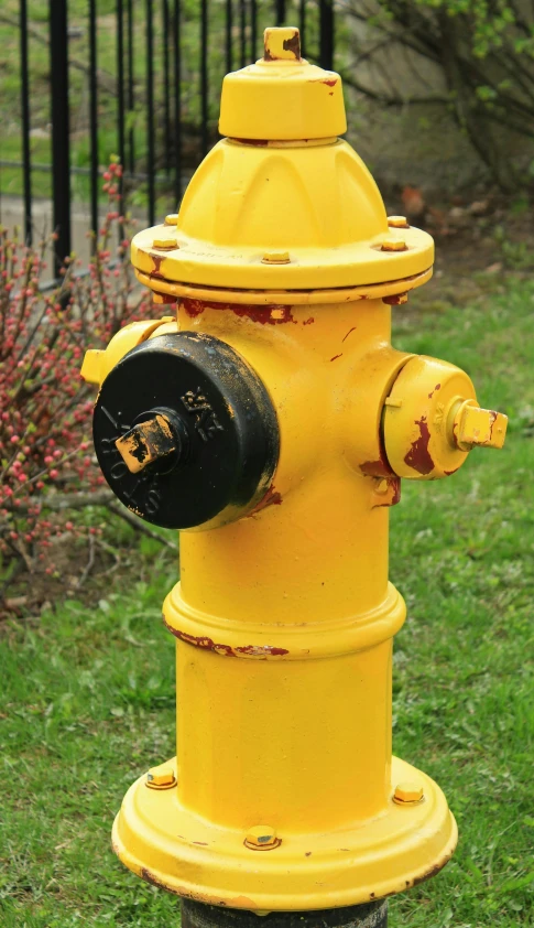 a yellow fire hydrant sitting on top of a lush green field, black and yellow and red scheme, round-cropped, square, worn