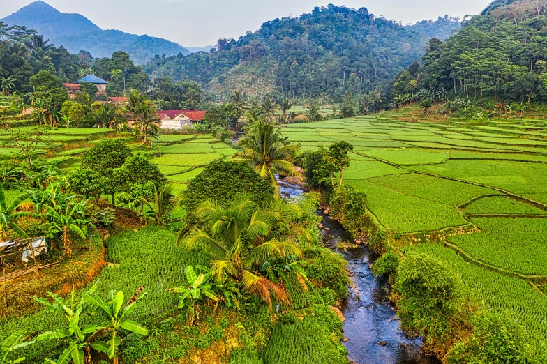 a river running through a lush green field, by Meredith Dillman, pexels contest winner, sumatraism, malaysia with a paddy field, thumbnail, korean countryside, vibrant foliage