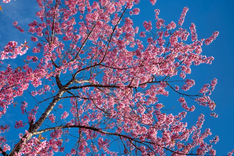 a tree with pink flowers against a blue sky, cherry explosion, michael bair, canopy, 3 4 5 3 1