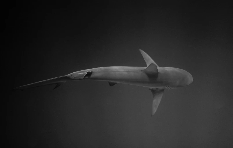 a black and white photo of a shark in the water, by Maurycy Gottlieb, hurufiyya, sleek interceptor profile, long arm, modeled, solid gray