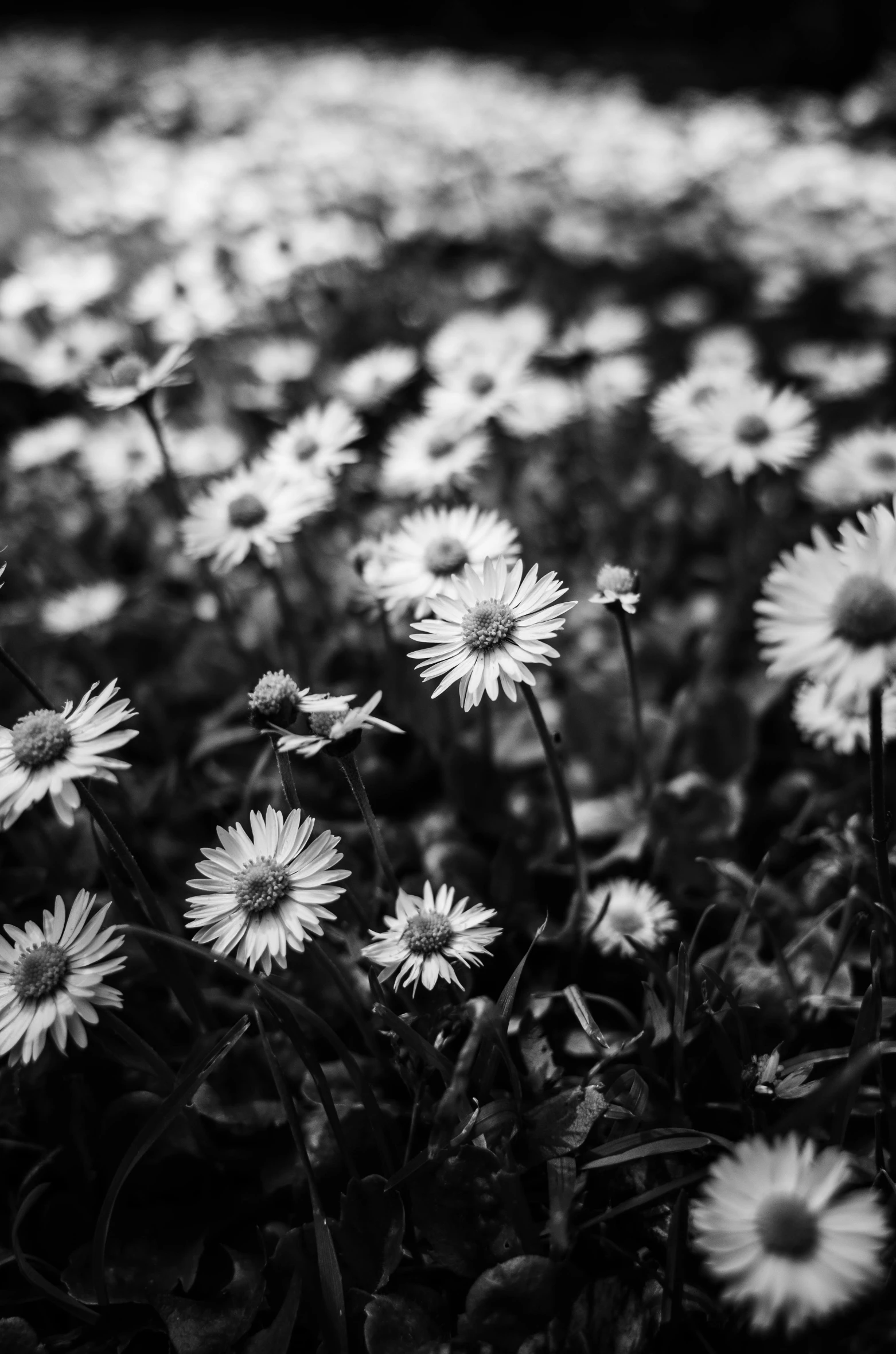 a black and white photo of a field of daisies, by Altichiero, ✨🕌🌙, shot with hasselblad, flannel flower, flowers!!!!