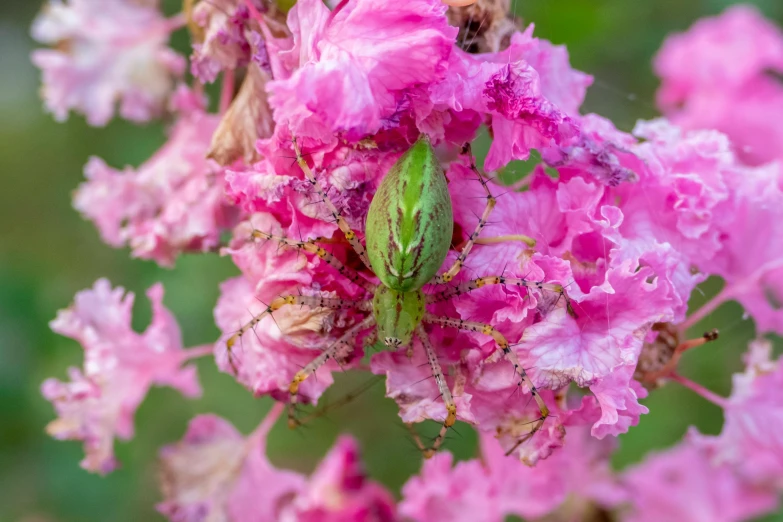 a green bug sitting on top of a pink flower, spider webbed body, lpoty, digital image, spider legs large