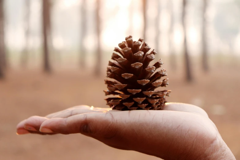 a person holding a pine cone in their hand, an album cover, inspired by Andy Goldsworthy, pexels contest winner, land art, anjali mudra, profile image, miniature forest, round-cropped