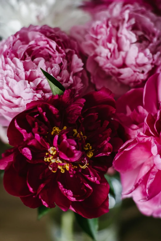 a vase filled with pink and white flowers, pexels contest winner, baroque, rich deep pink, detail shot, black peonies, organic detail