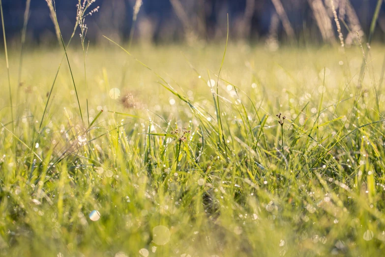 a field of grass with water droplets on it, by Thomas Häfner, unsplash, sunny meadow, background image, hay, high quality image”