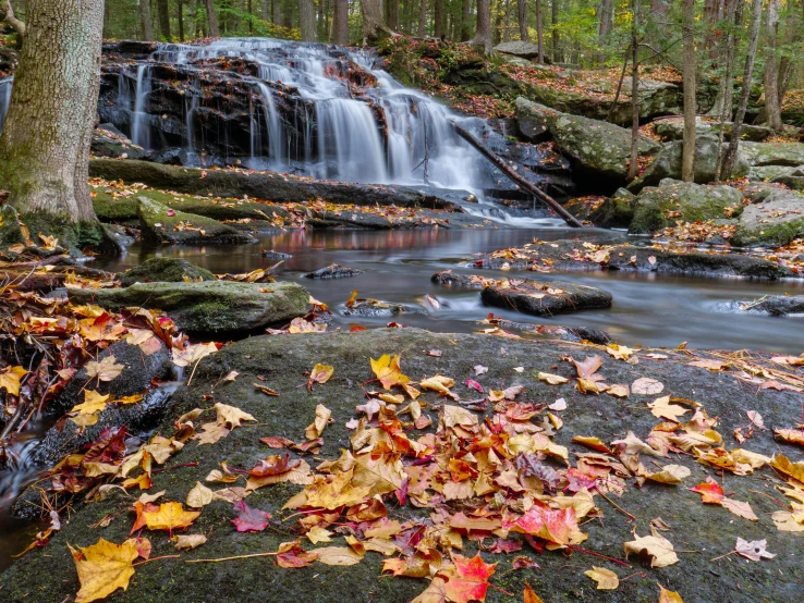 a stream running through a forest filled with lots of leaves, by William Woodward, pexels contest winner, cascading waterfalls, new jersey, thumbnail, medium format color photography