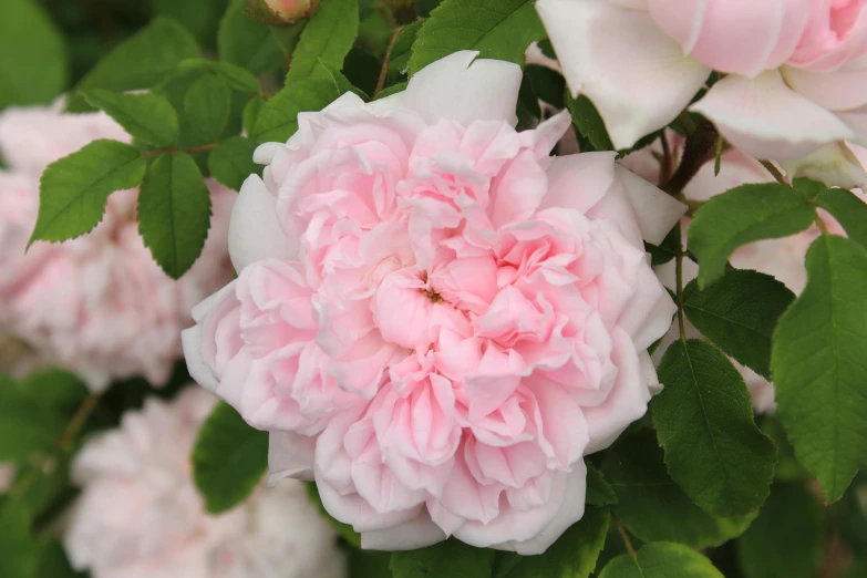 a close up of a bunch of pink flowers, inspired by Barbara Nasmyth, giant mechanical rose, light pink, sitting in the rose garden, rubens