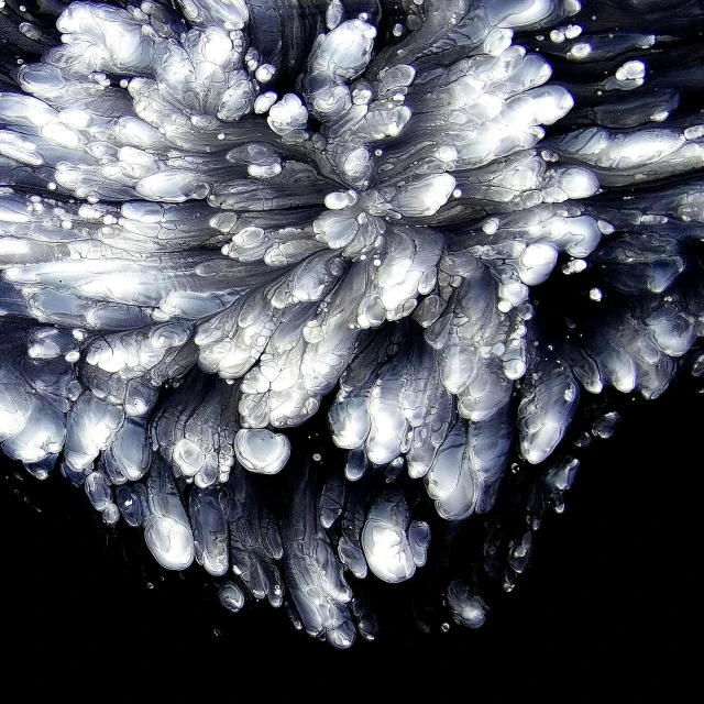 a close up of water droplets on a flower, a microscopic photo, flickr, art photography, very detailed black feathers, in an icy cavern, emitting spore clouds, fluffy''